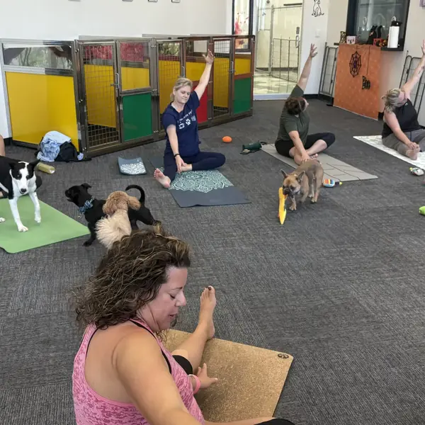 Relaxing puppy yoga session at K9 Rox Club